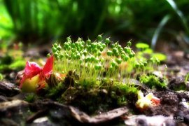 绿色哨兵 大气污染监测植物及其应用